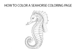 How to Color A Seahorse Coloring Page