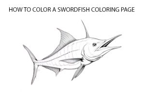 How to Color A Swordfish Coloring Page 