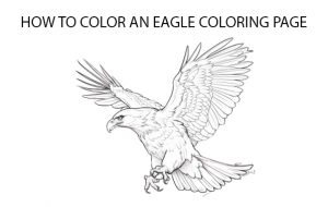 How To Color An Eagle Coloring Page 
