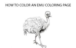 How To Color An Emu Coloring Page 
