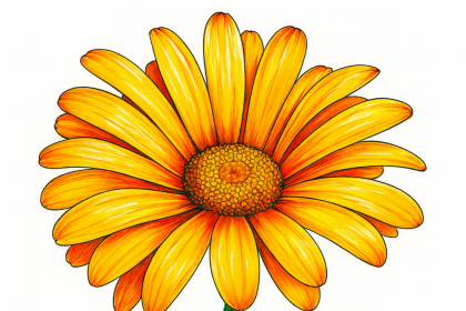 Daisy Flower