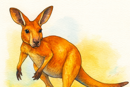 Kangaroo