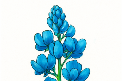 Bluebonnet