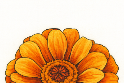 Zinnia flower